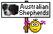 australien sheperds